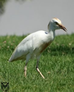 Garza bueyera