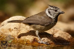 Herrerillo capuchino